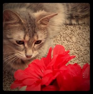 Meet your Posher, Mila